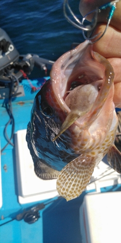 オオモンハタの釣果