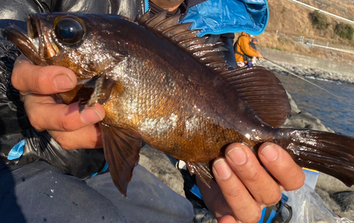 メバルの釣果