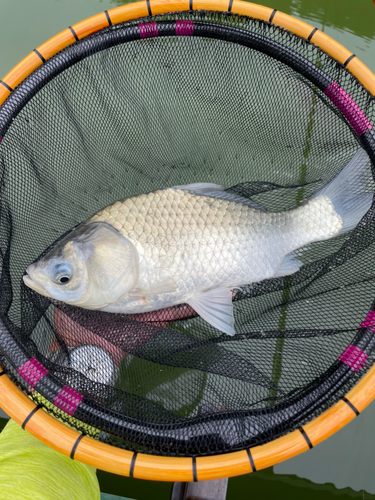 ヘラブナの釣果