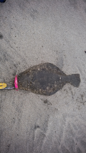 ソゲの釣果