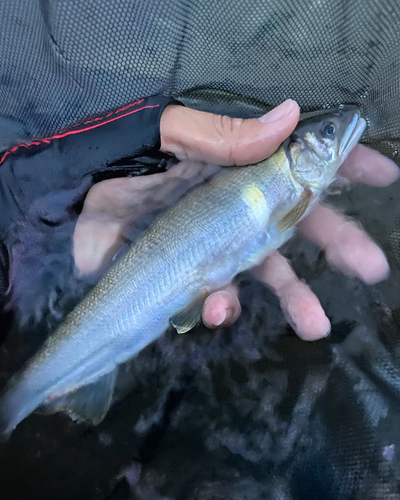 アユの釣果