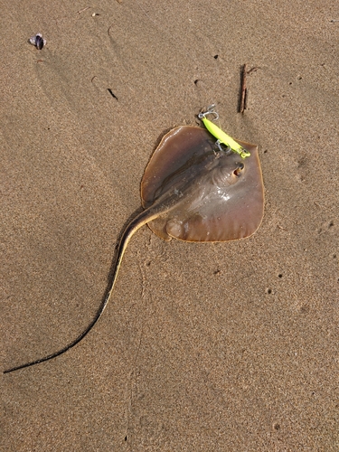 エイの釣果