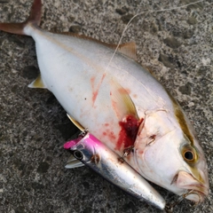 カンパチの釣果