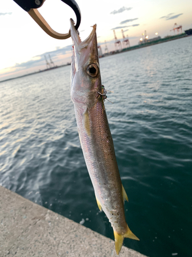 カマスの釣果