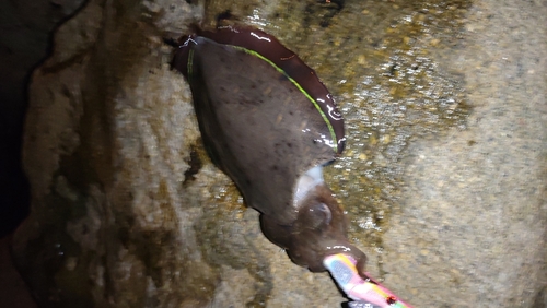 コウイカの釣果