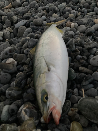 ワカシの釣果