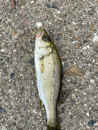 セイゴ（タイリクスズキ）の釣果