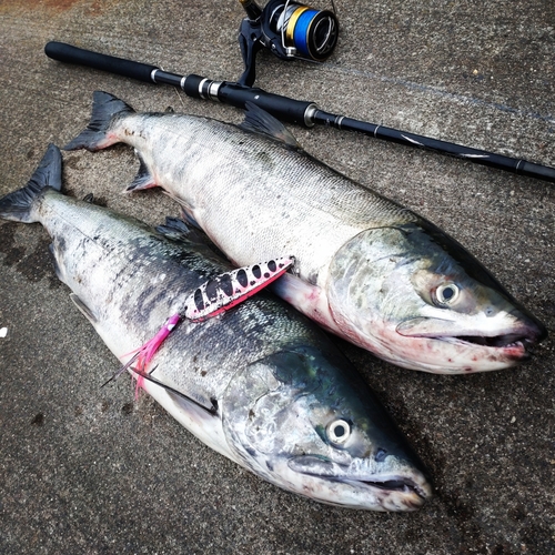 アキアジの釣果