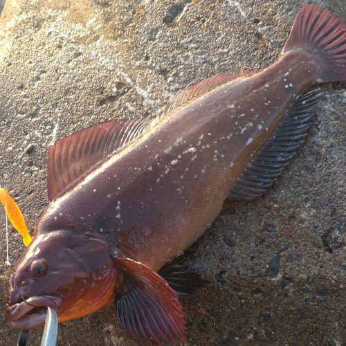 ウサギアイナメの釣果