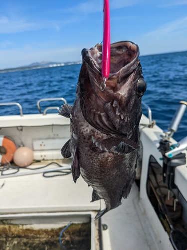 キツネメバルの釣果