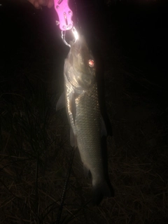 ニゴイの釣果