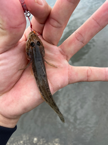 マハゼの釣果