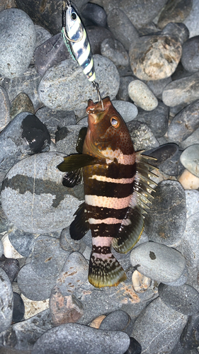 アオハタの釣果