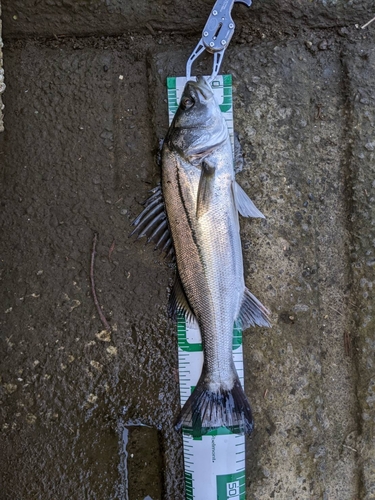 スズキの釣果