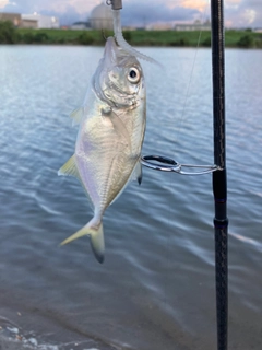 ギンガメアジの釣果