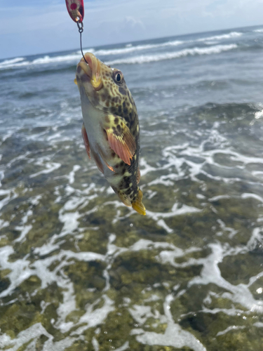 イソゴンベの釣果