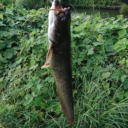 ナマズの釣果