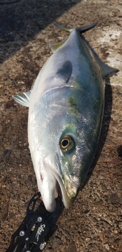 ハマチの釣果