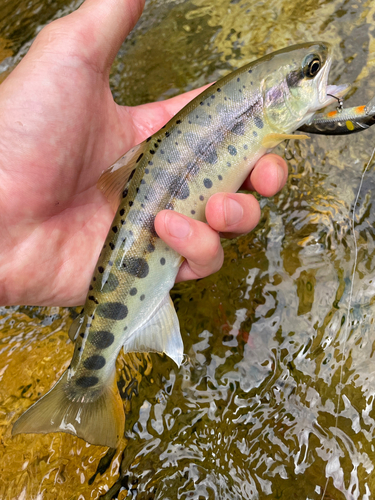 ヤマメの釣果