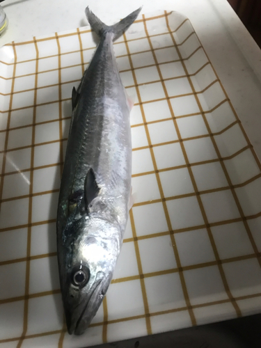 サゴシの釣果