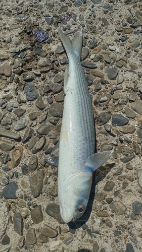 ボラの釣果