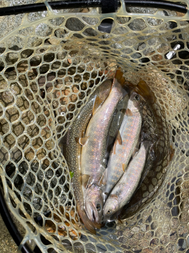 イワナの釣果