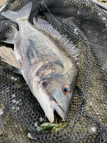 チヌの釣果