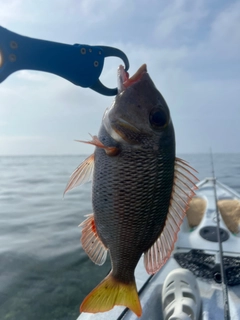 クチナジの釣果