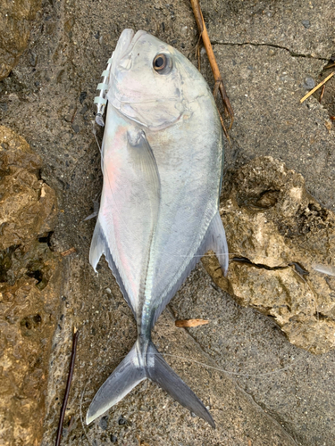 ガーラの釣果