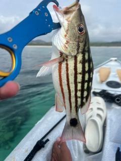 アミメフエダイの釣果