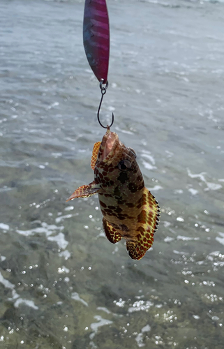 イシミーバイの釣果