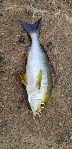 イサキの釣果