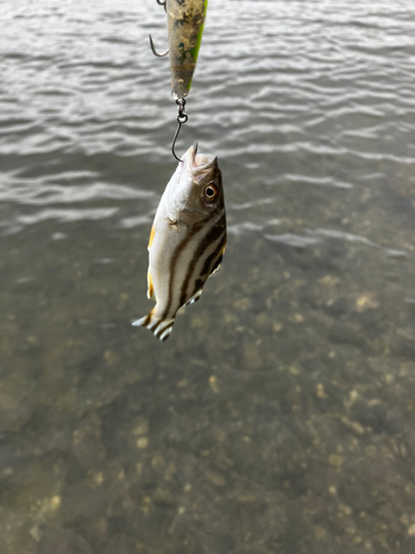 コトヒキの釣果