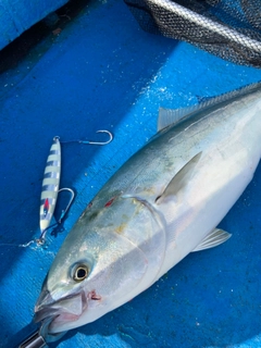 イナダの釣果