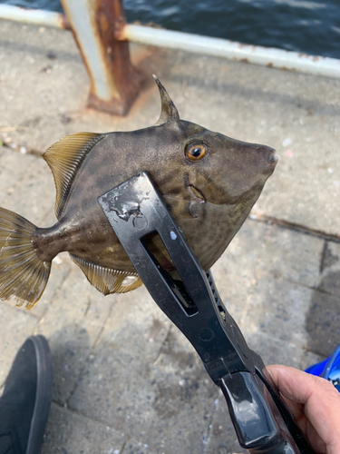 カワハギの釣果