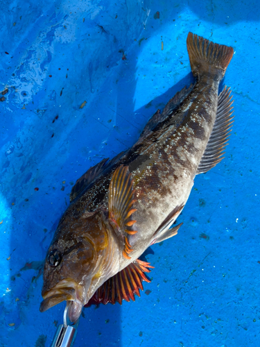 アイナメの釣果