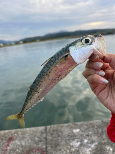 サバの釣果