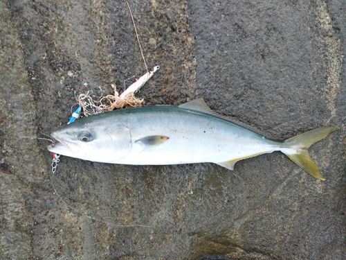 ショゴの釣果