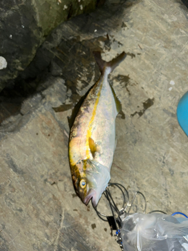 ショゴの釣果