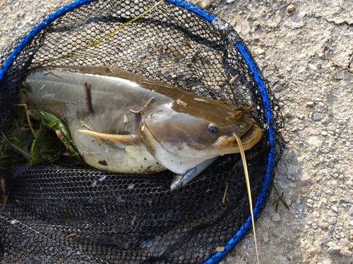 ナマズの釣果