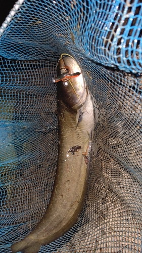 ナマズの釣果