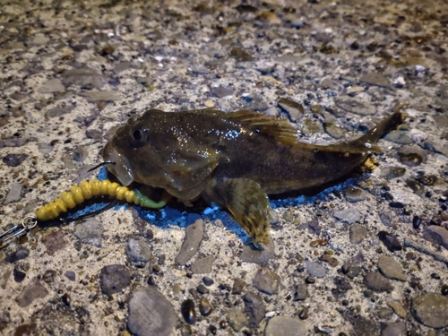 カジカの釣果