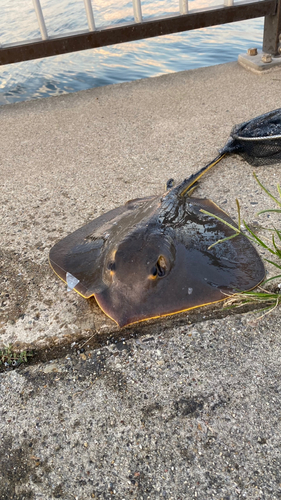 アカエイの釣果