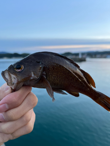 エゾメバルの釣果