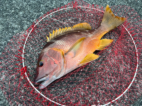 シブダイの釣果