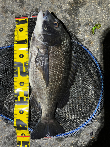 クロダイの釣果