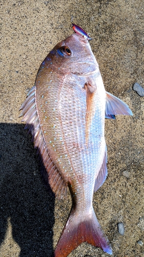 マダイの釣果