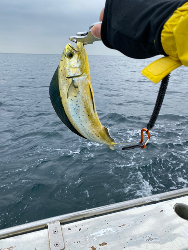 シイラの釣果