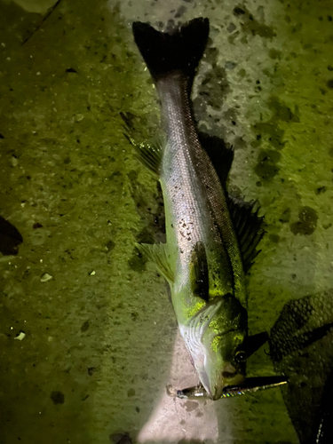 シーバスの釣果