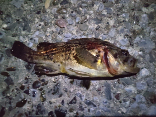 ソイの釣果